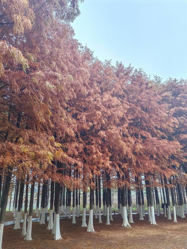 松雅湖 | 來赴一場紅杉與銀杏的浪漫約會吧！