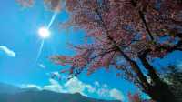 無量山櫻花谷