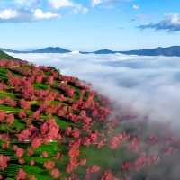 2. 《雲南無量山櫻花谷：開啟夢幻冬日的粉色花約》