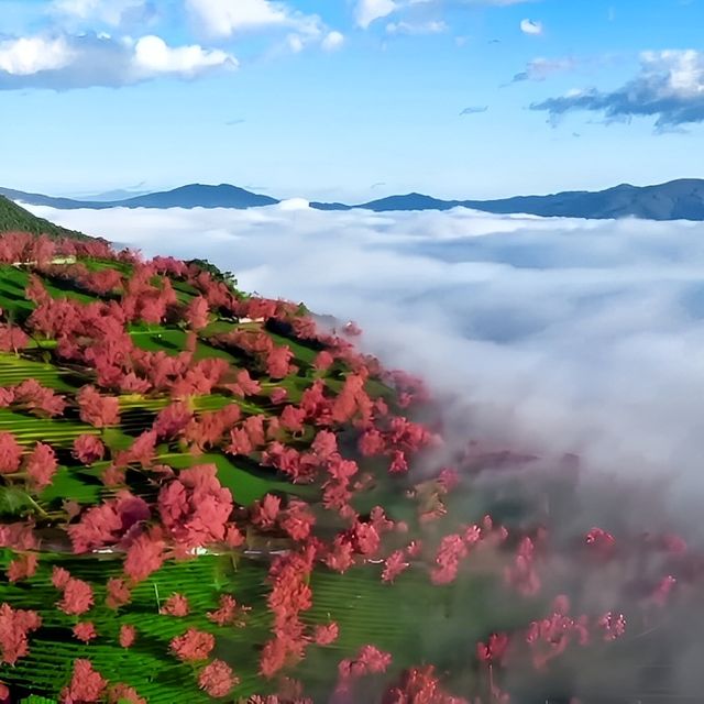 2. 《雲南無量山櫻花谷：開啟夢幻冬日的粉色花約》