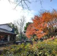 冬日不一樣的西溪湿地公園