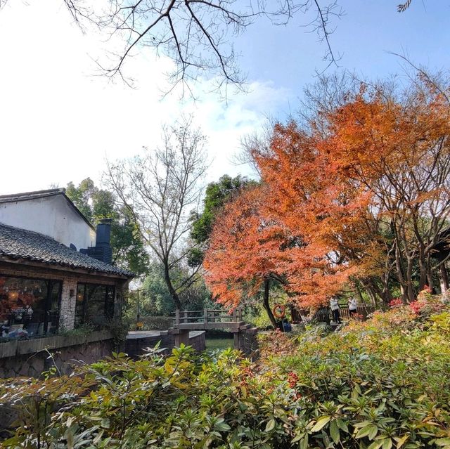 冬日不一樣的西溪湿地公園