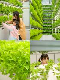 上海1.5小時車程帶小朋友挖到絕美賞楓地點，人少好拍！