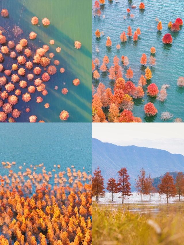 在這一刻，秋天的美達到了頂峰｜浙江喀納斯