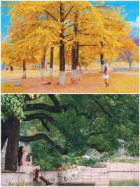 江浙滬賞秋天花板，附一日路線攻略