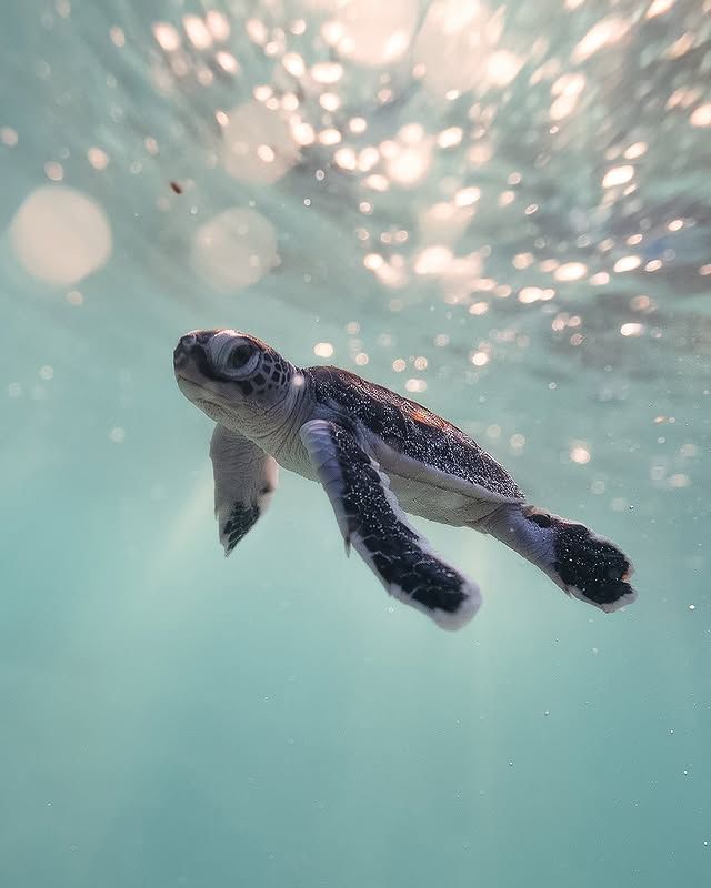 "龜灣：海龜故鄉的靜謐海濱之旅" 