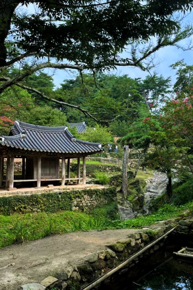 在潭陽郡看到最美的竹林和水杉