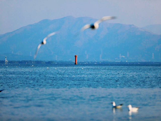 #深圳灣公園的海鷗之舞