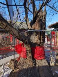 藏有清徐最老唐槐的古寺——宏明寺
