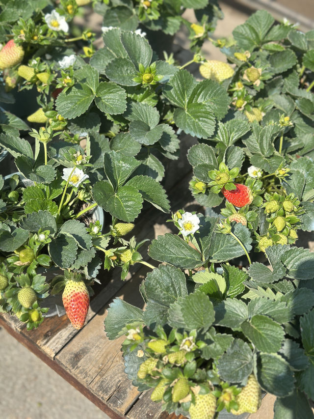藏在石岩的絕美花木市場