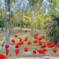 "你絕對沒想到，清遠長隆動物園竟然藏着這些秘密！"