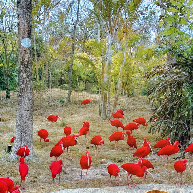 "你絕對沒想到，清遠長隆動物園竟然藏着這些秘密！"