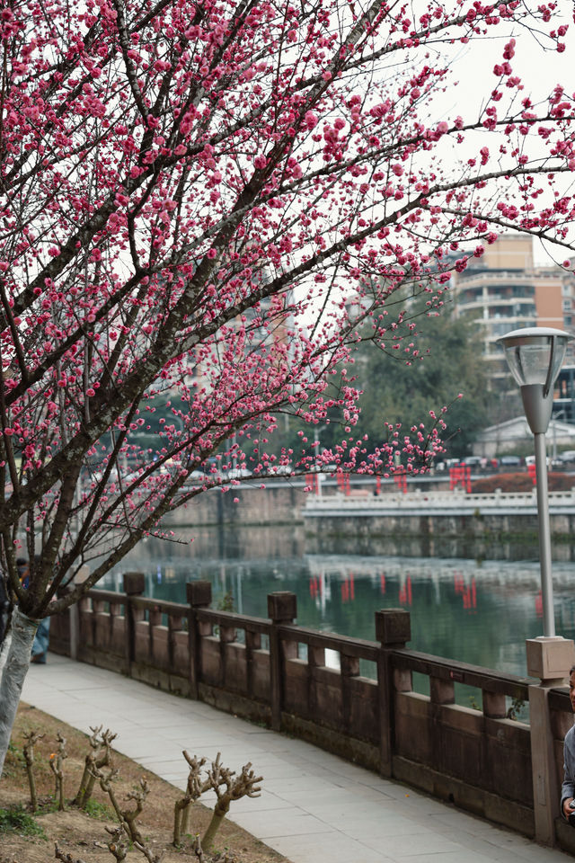 成都的初春，藏在錦江畔的粉色花海裡