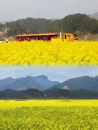 貴陽1小時內免花一分錢欣賞貴州最美春天！
