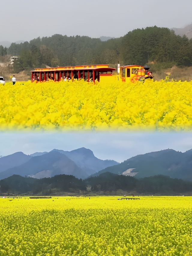 貴陽1小時內免花一分錢欣賞貴州最美春天！