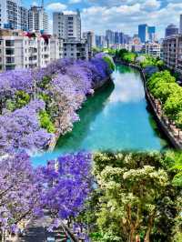 春日限定！嚟昆明邂逅花海，承包成個春天嘅浪漫