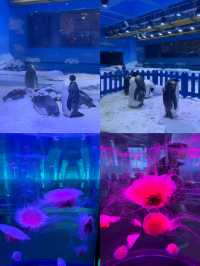 啊啊啊啊啊啊我點解依家先嚟鄭州海昌海洋公園啊