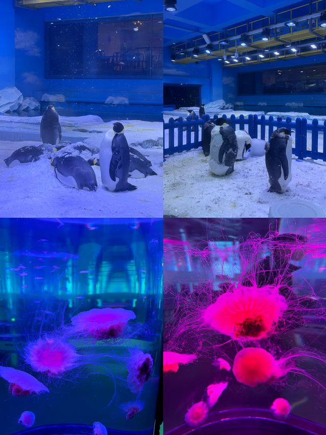 啊啊啊啊啊啊我點解依家先嚟鄭州海昌海洋公園啊