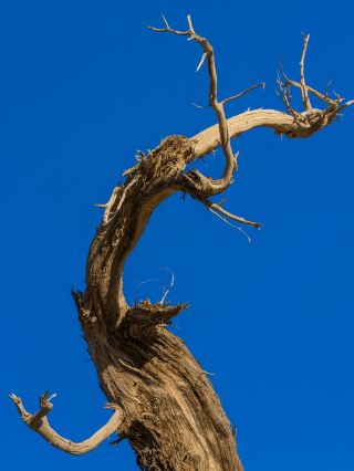 Ejina Banner 3-Day Tour: Explore the Populus Euphratica Forest Without Getting Lost