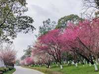綿陽西山公園（賞花好去處）