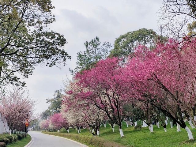 綿陽西山公園（賞花好去處）