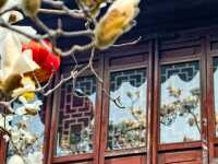 上海市花——白玉蘭