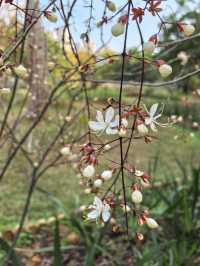 深圳筆架山體育公園 | 春日花箋