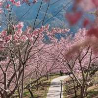 🌸台中浪漫秘境！千櫻園邂逅愛與美景