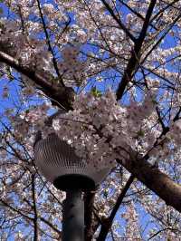 🌸上海虹口足球場，櫻花綻放的美景如詩如畫🌸