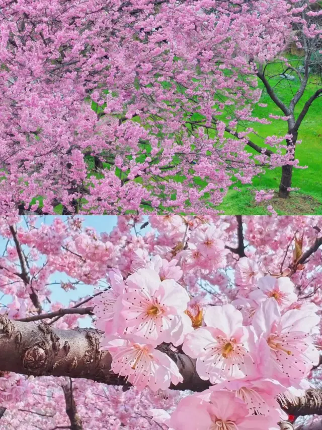 I'm announcing to the world that Wuhan's East Lake Cherry Blossom Park opens on March 6!