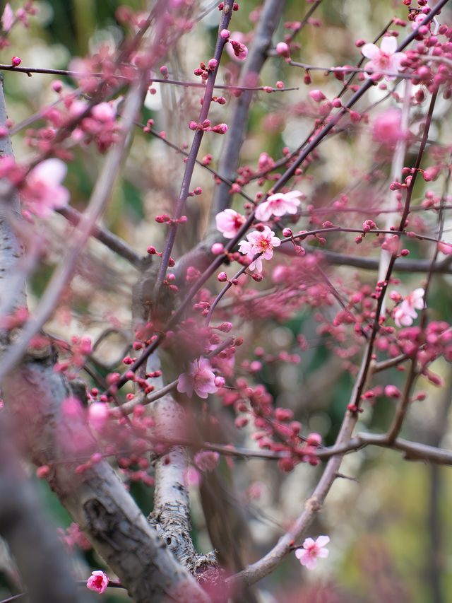 上海靜安雕塑公園梅花太頂流了