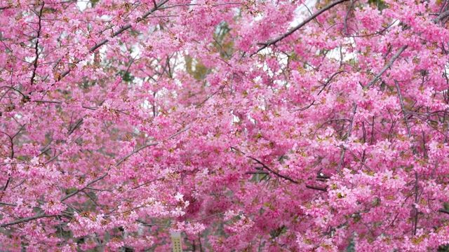 成都漫花莊園全攻略｜花海秘境與四季浪漫之旅
