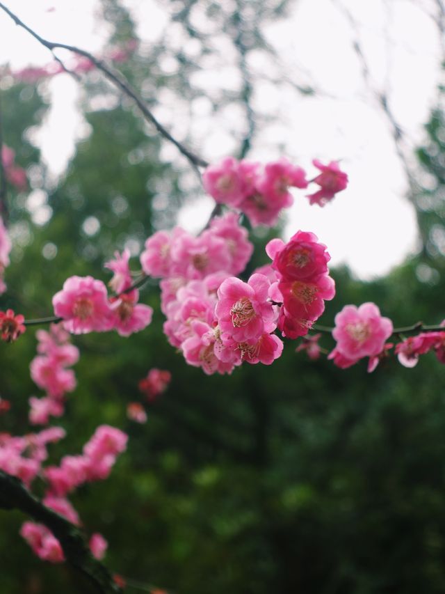早櫻怒放紅似火