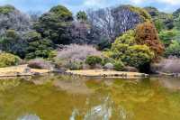 小石川植物園探秘｜未綻放，邂逅東京隱秘花園