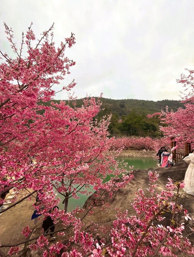 溫州櫻花園藏著的櫻花仙境等你發現