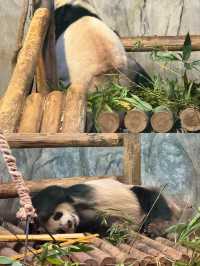 【深圳野生動物園超全攻略｜emoji預警｜必收藏】