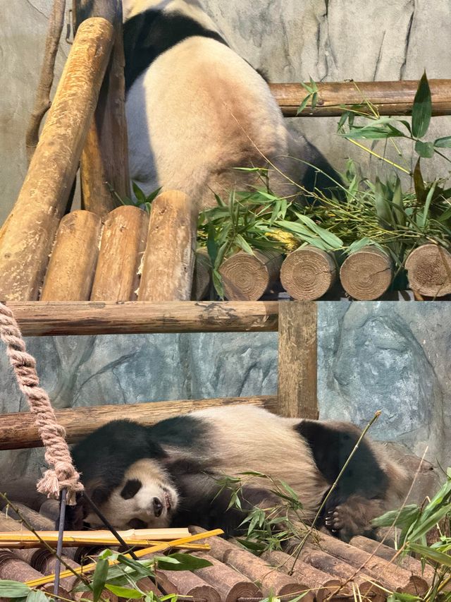 【深圳野生動物園超全攻略｜emoji預警｜必收藏】