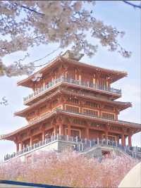 收藏郑州三月賞花勝地Top3
