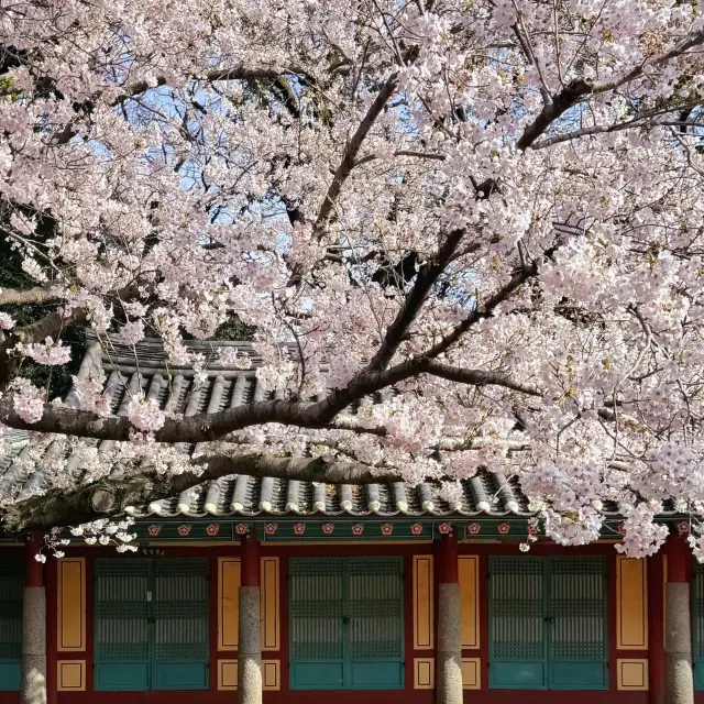 濟州島賞櫻花，🌸這棵樹贏麻了！！！！