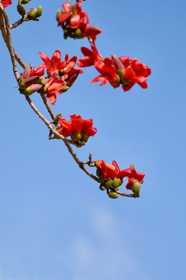 木棉染紅雨林季，王下鄉筆下的「桃花源記」