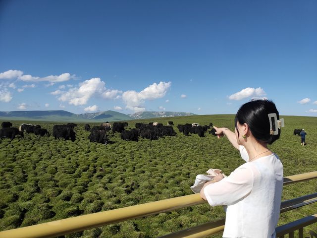 甘南美仁大草原｜堪稱「高原上的碧玉絨毯」