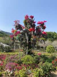 在深圳!一頭扎進漫山遍野的鮮花裡