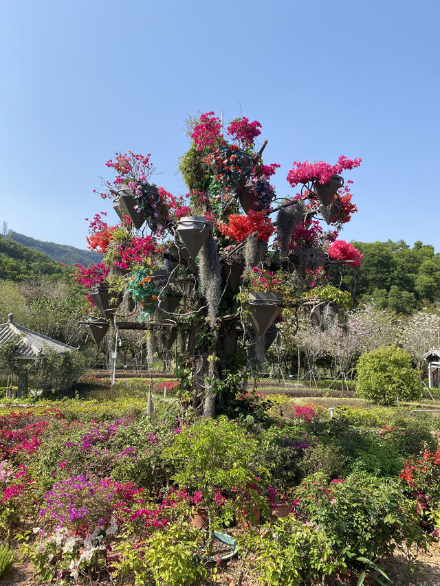 在深圳!一頭扎進漫山遍野的鮮花裡 在深圳!一頭扎進漫山遍野的鮮花裡