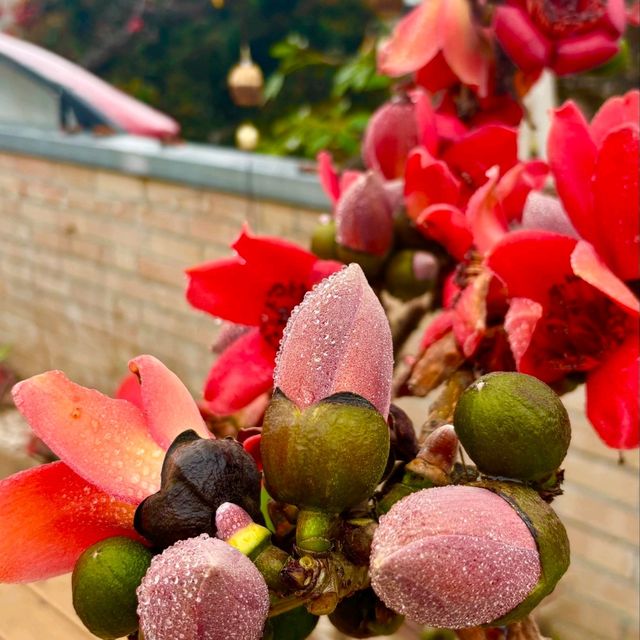 春日聚會，共賞木棉