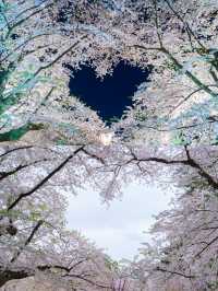 【青森】春日賞櫻～