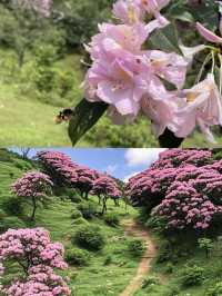 3月徒步賞花🌸廣東這個高山草甸滿山杜鵑花