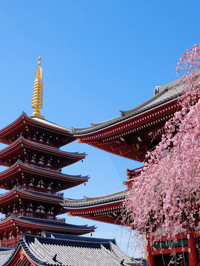 東京櫻花🌸滿開的一條街! 東京櫻花🌸滿開的一條街!