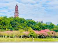 誰還不知道順德順峰山公園我會傷心的OK？