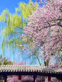 紫竹院杏梅花海盛放