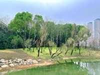 春日限定|無錫金匱公園，邂逅免費櫻花海